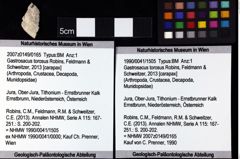 Foto (Objket + Etiketten) von Decapoda indet. 